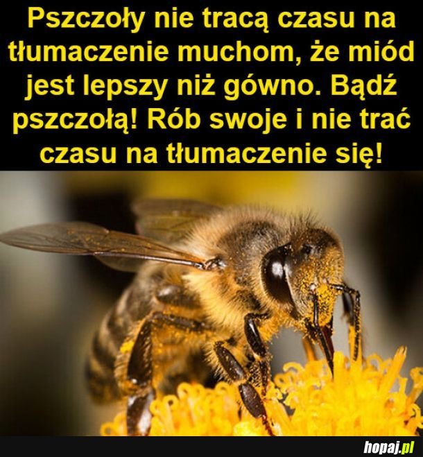 Pszczoła