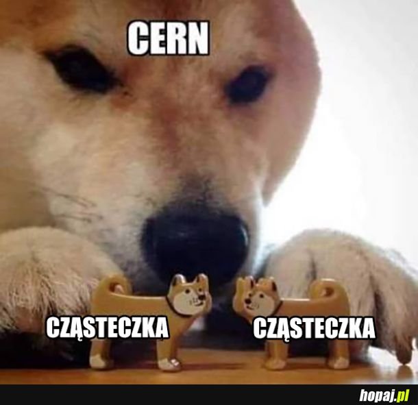 Tak się bawią