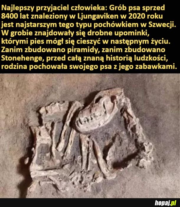 Znaleziono grób psa sprzed 8400 lat