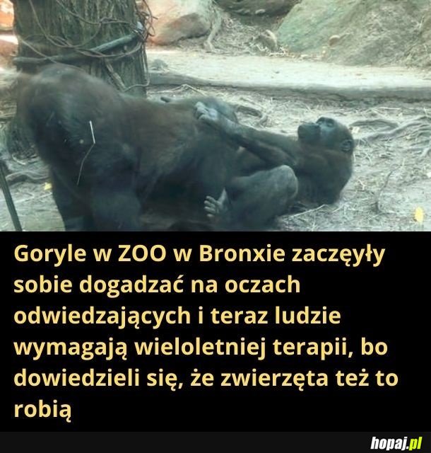 Sprośne goryle
