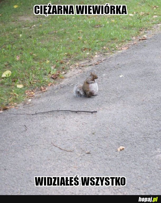 Wiewiórka