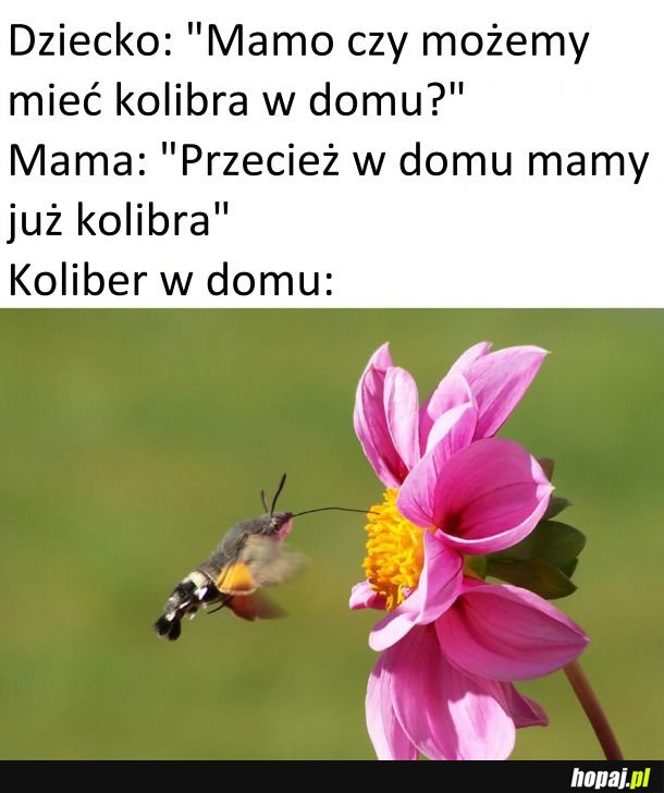 Polskie kolibry
