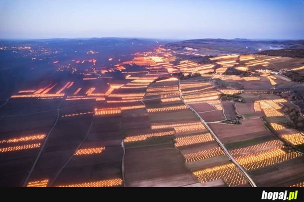 Winnice we Francji ogrzewane ogniskami