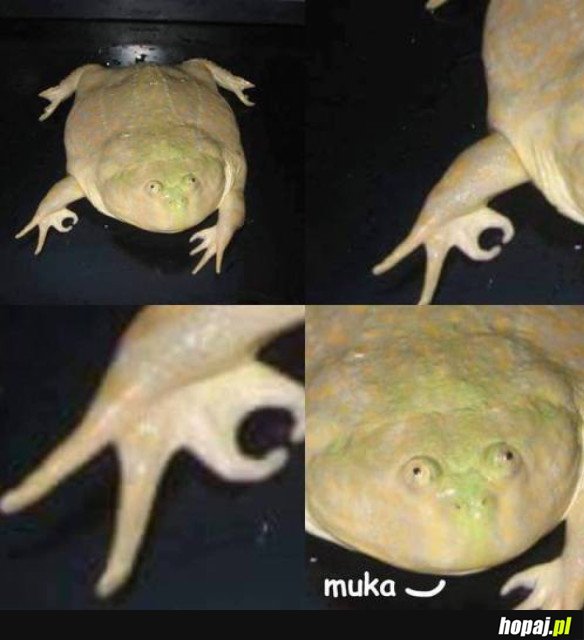 Muka