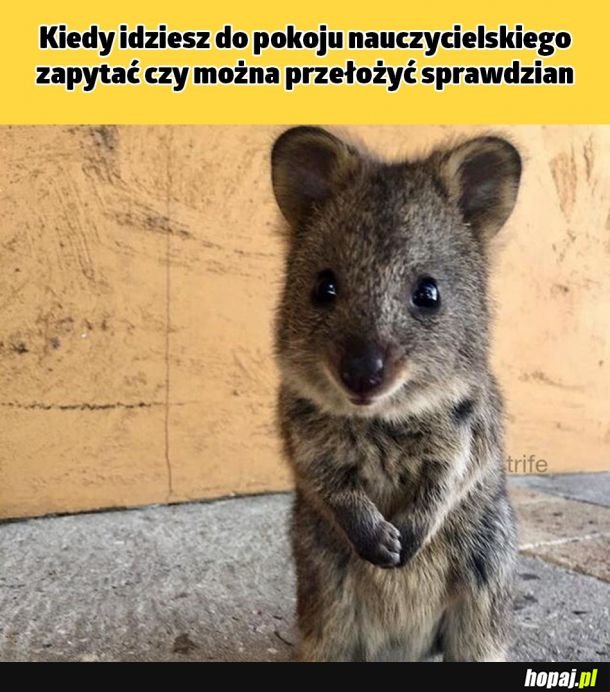 Dzień dobry ja tylko na chwilę