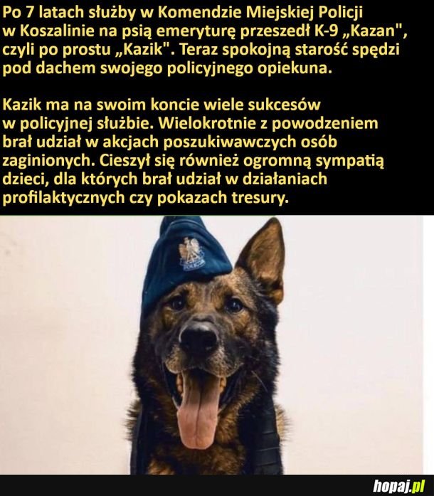 Kazik po 7 latach pracy w Komendzie Miejskiej Policji w Koszalinie przeszedł na psią emeryturę