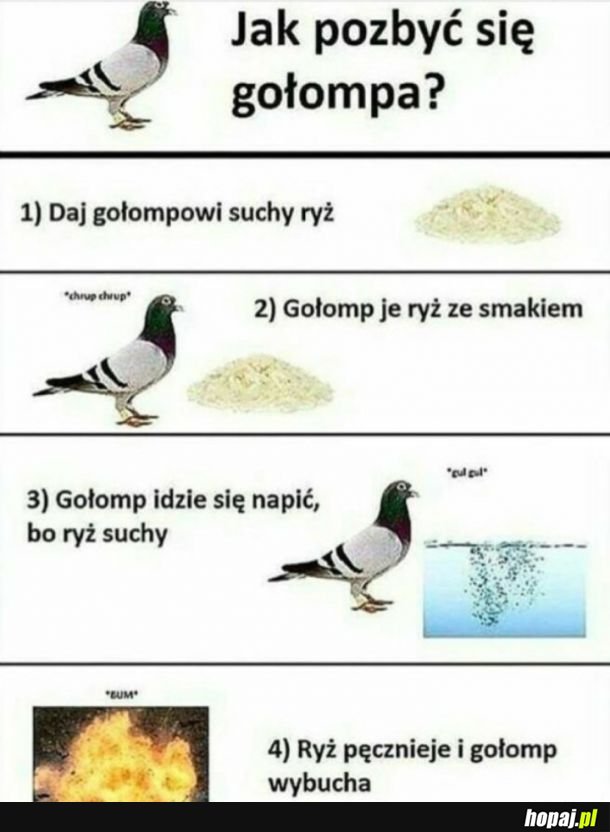 Gołomp