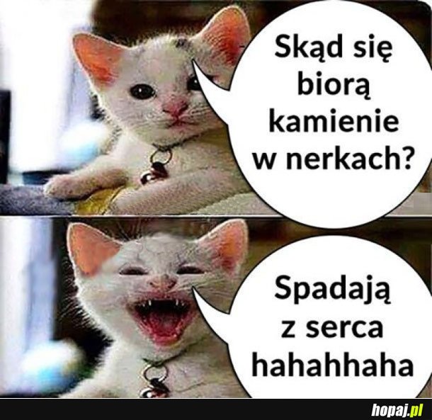 SUCHY KOT
