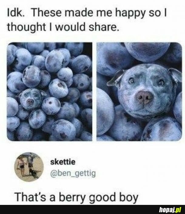 Dobry piesek