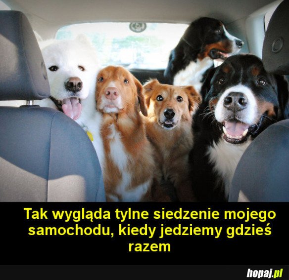 KIEDY MASZ DUŻO PSÓW 