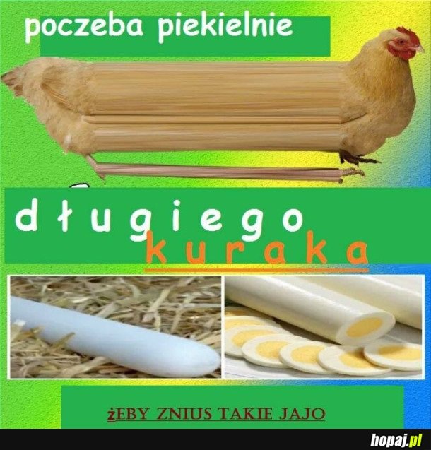 DŁUGA KURA