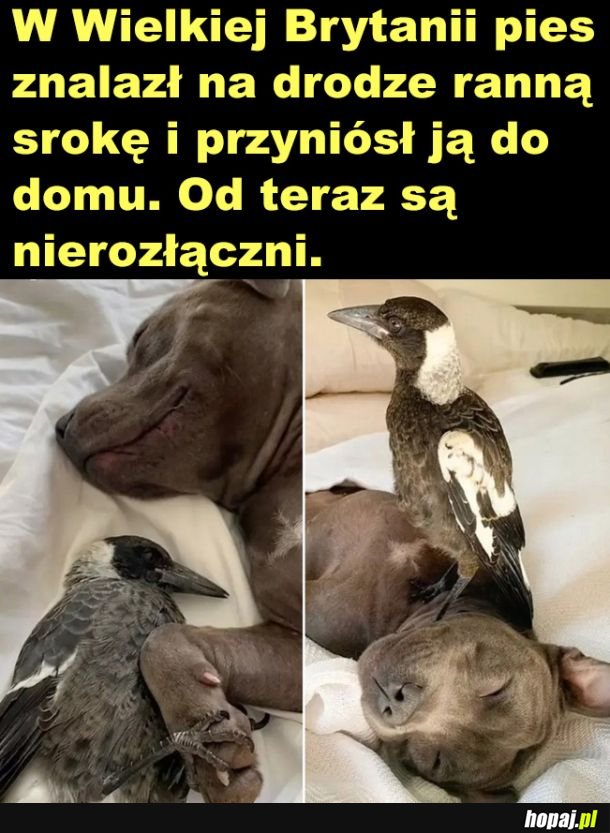 Nareszcie jakieś dobre wiadomości