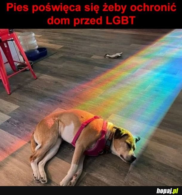 Bohater