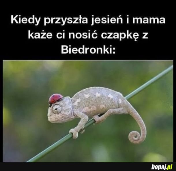 Czapka z Biedronki