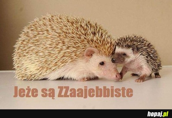 Jeże są zajebiste