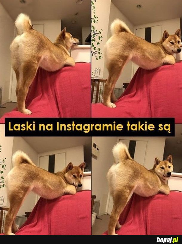 Laski na instagramie