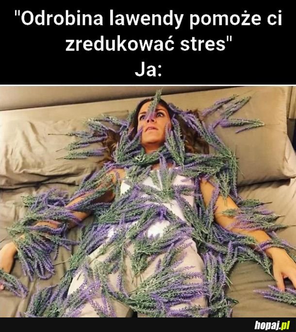 Lawenda 