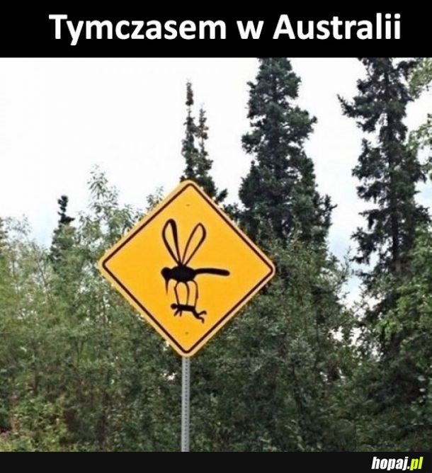 Tymczasem