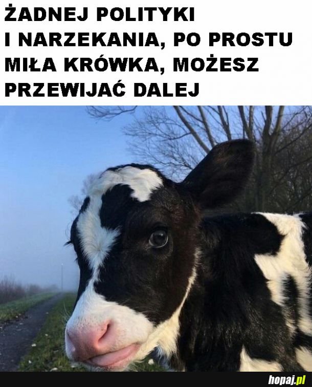 Miła krówka