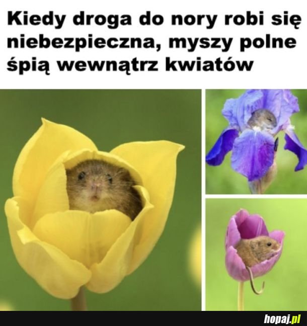 Urocze myszki