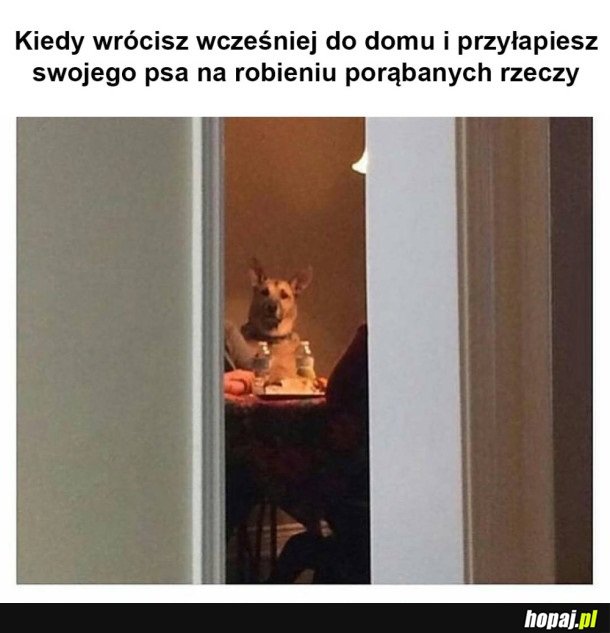 PIES ODWALA DZIWNE AKCJE