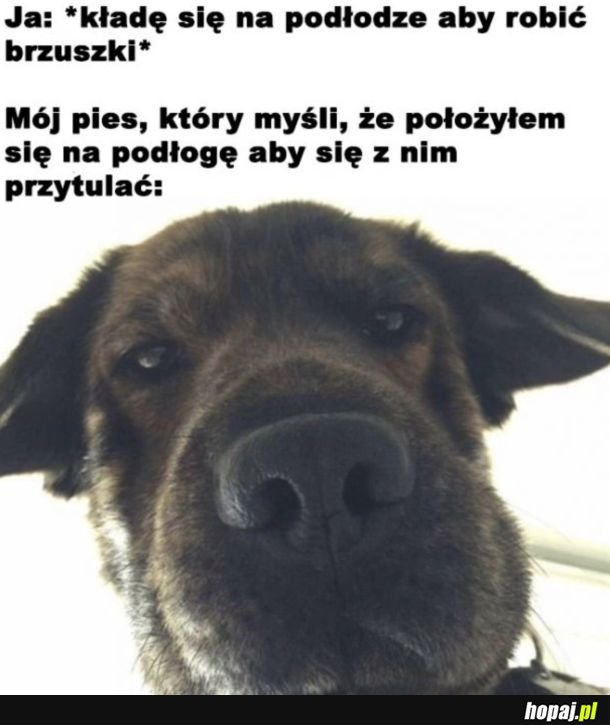 Typical piesek