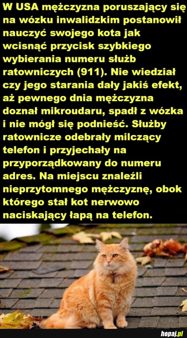 Dobry kotek