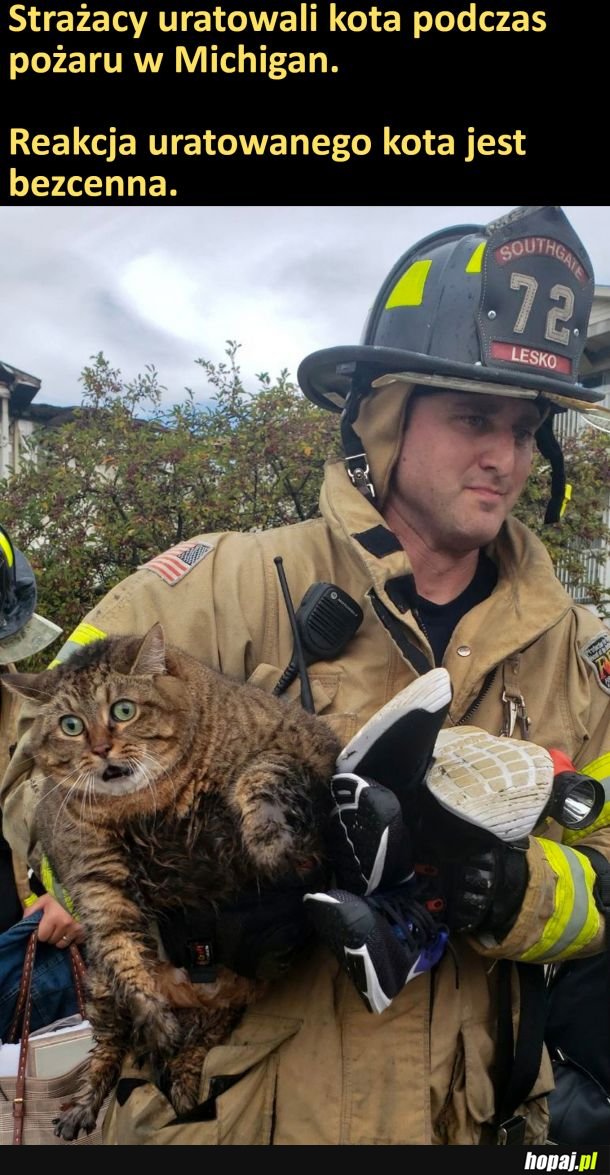 Kot uratowany z pożaru