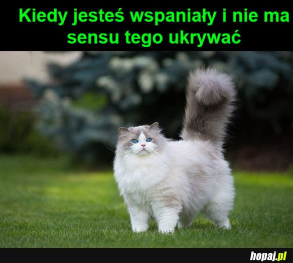 Koteł