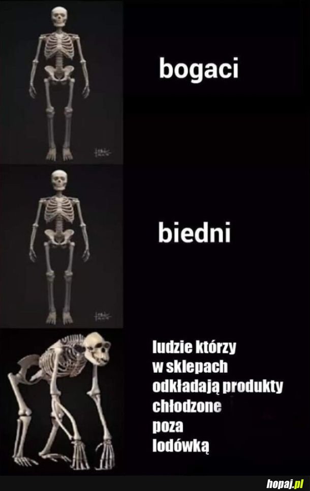 Małpy, nie ludzie..