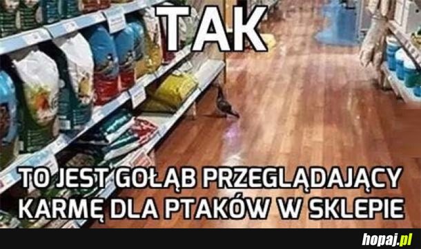 GOŁĄB NA ZAKUPACH