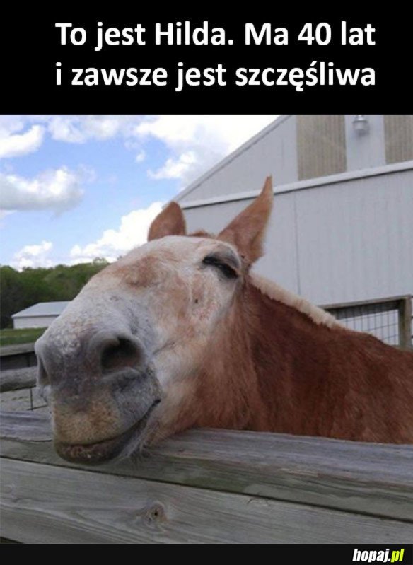 POZNAJCIE HILDĘ