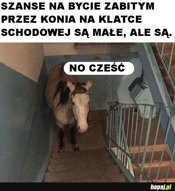 Nietypowy widok