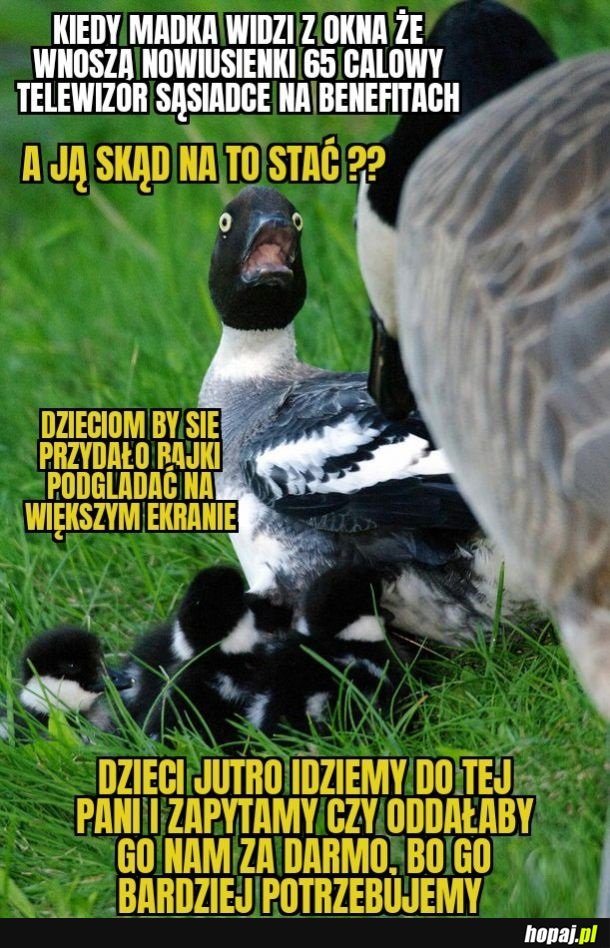Dej za darmo