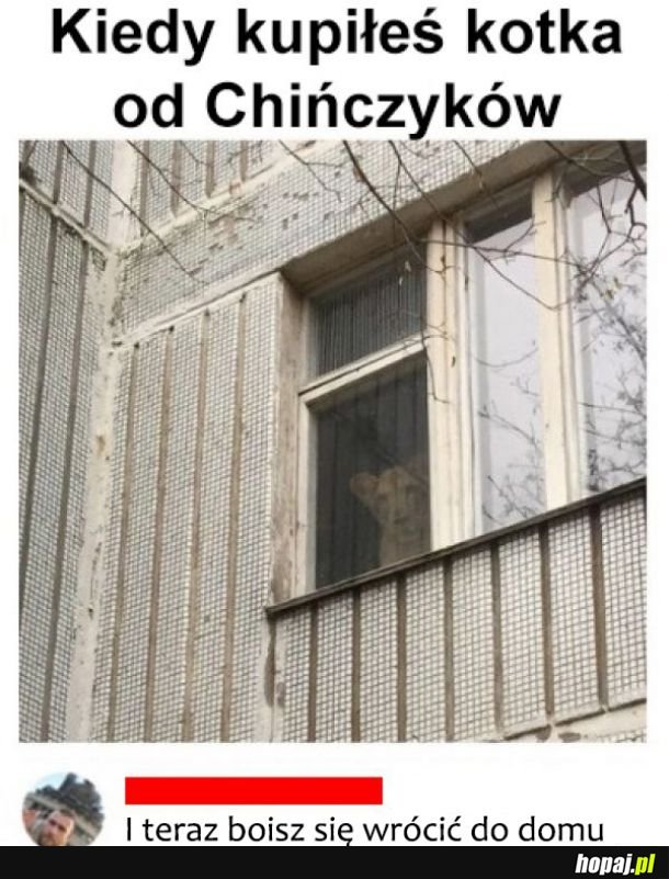 Kot od chinczyków 
