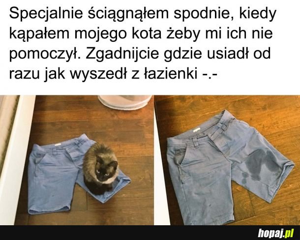 Zemsta 