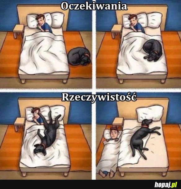 Spanie z psem