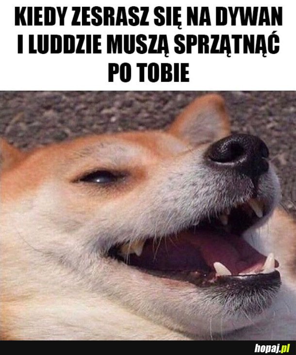 CZUJĘ DOBRZE PIESEŁ