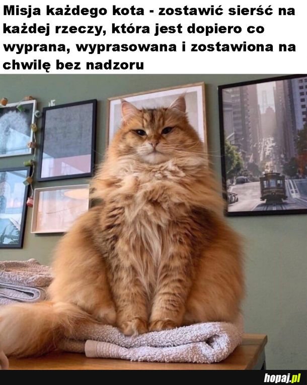 Koty takie są