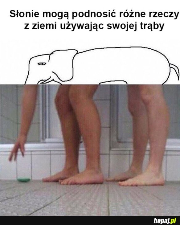SŁONIE TO SPRYTNE ZWIERZĘTA