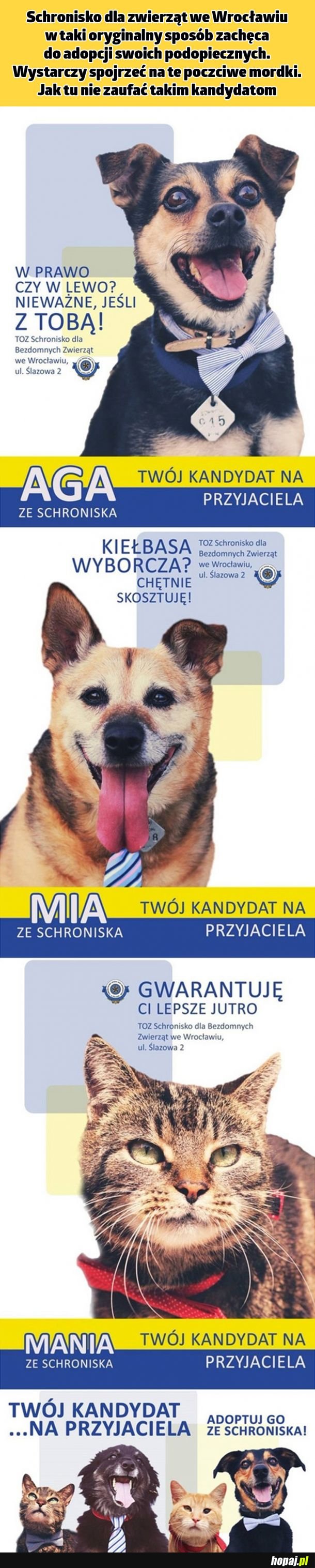 Oryginalne ogłoszenie adopcyjne