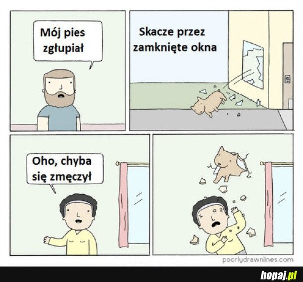 GŁUPI PIES