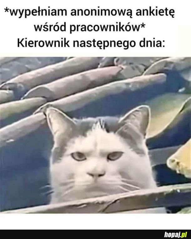 Ankieta