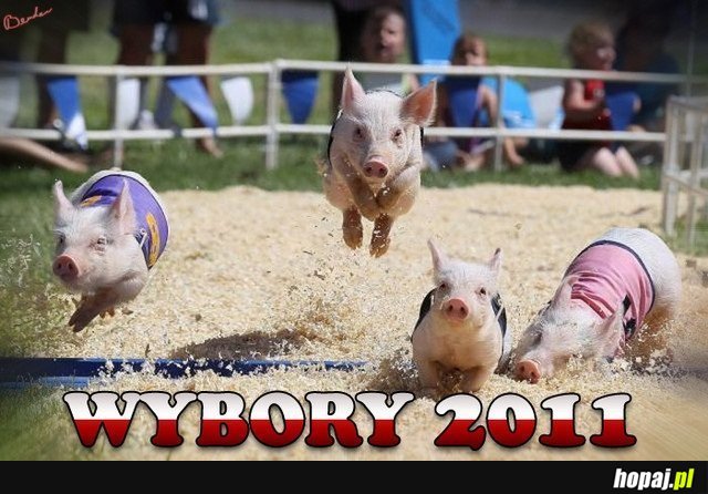 Wybory 2011