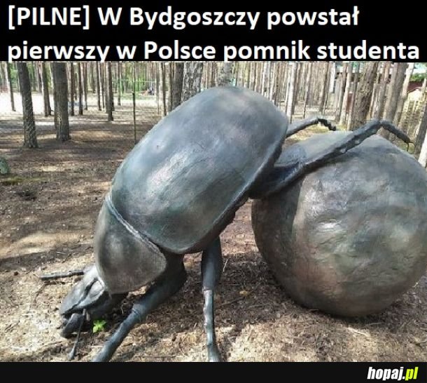 Na co Ci ta kulka?