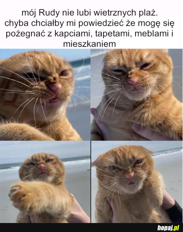 Zły kot mocno