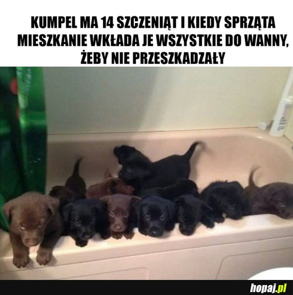 PIĘKNE SZCZENIAKI