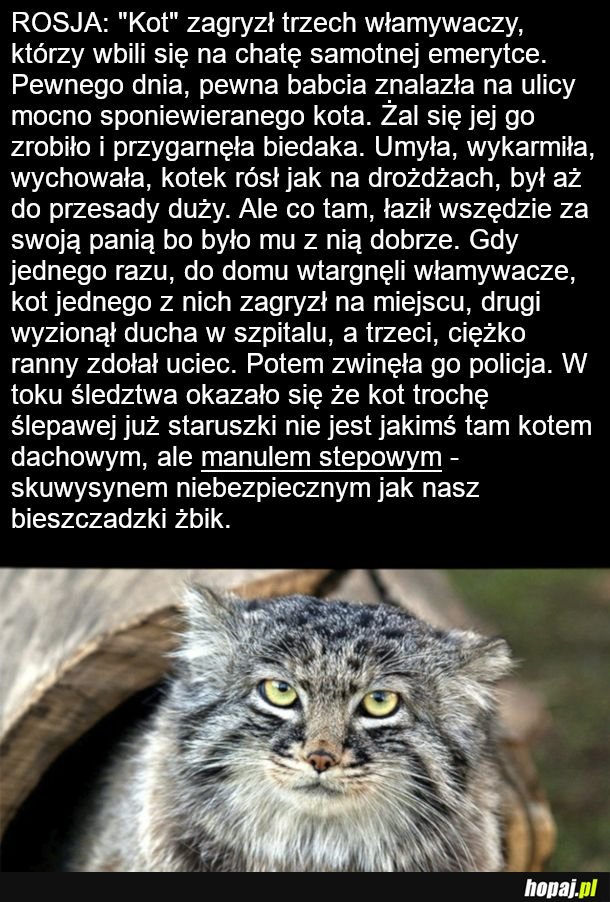  manul