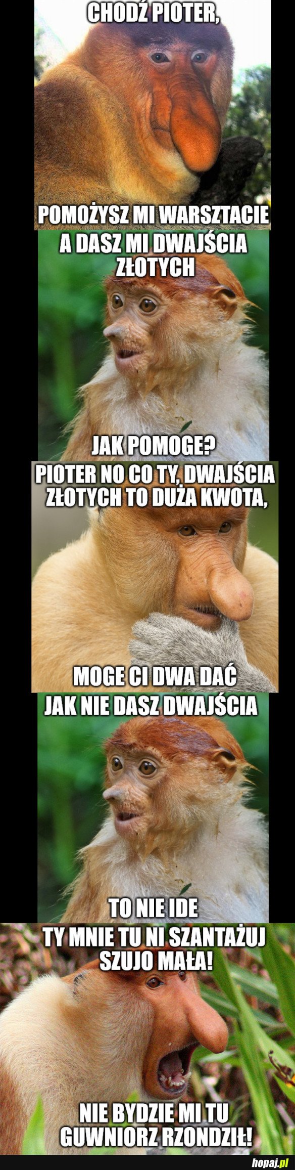 SZANTAŻYZTA MAŁY