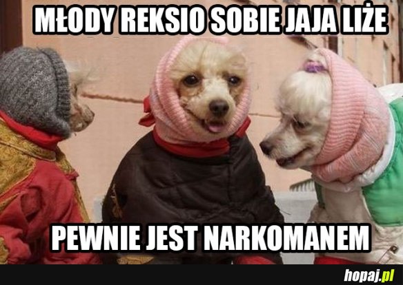 Stare piesełobabki